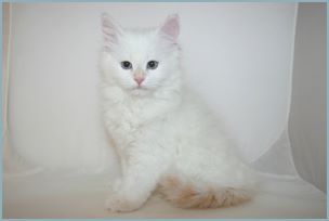 Female Siberian Kitten from Deedlebug Siberians